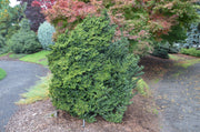 - Ilex crenata 'Dwarf Pagoda' Dwarf Japanese Holly - Mr Maple │ Buy Japanese Maple Trees