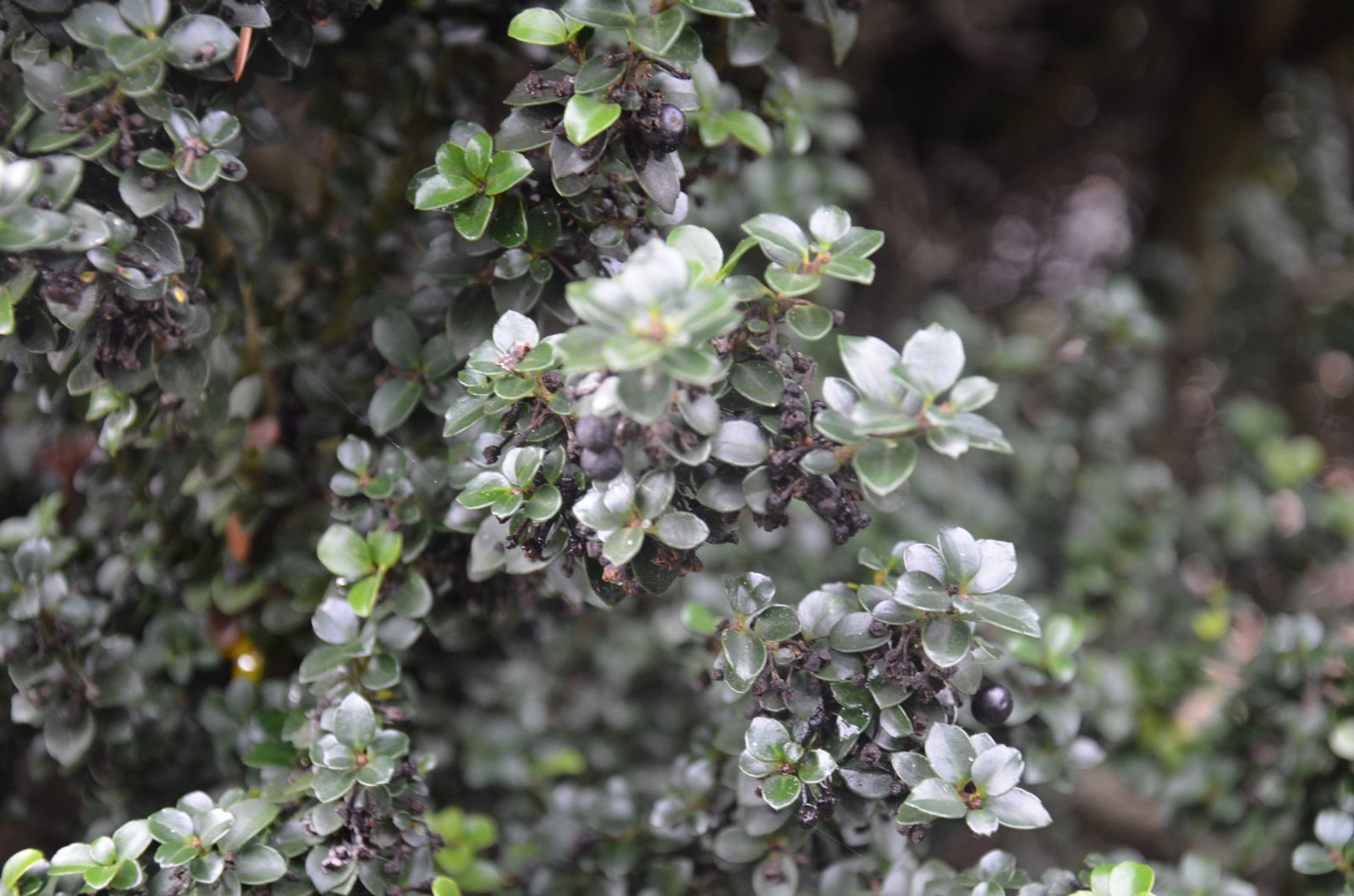 Buy Ilex crenata 'Dwarf Pagoda' Dwarf Japanese Holly — Mr Maple Buy Ilex crenata 'Dwarf Pagoda' Dwarf Japanese Holly — Mr Maple
