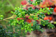 - Ilex crenata 'Geisha' Dwarf Japanese Holly - Mr Maple │ Buy Japanese Maple Trees
