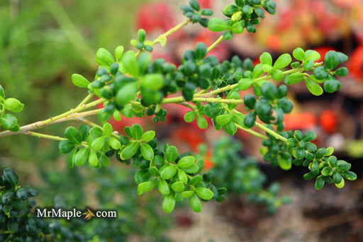 '- Ilex crenata 'Geisha' Dwarf Japanese Holly - Mr Maple │ Buy Japanese Maple Trees