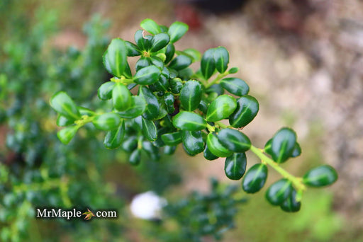 '- Ilex crenata 'Geisha' Dwarf Japanese Holly - Mr Maple │ Buy Japanese Maple Trees