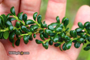 - Ilex crenata 'Geisha' Dwarf Japanese Holly - Mr Maple │ Buy Japanese Maple Trees