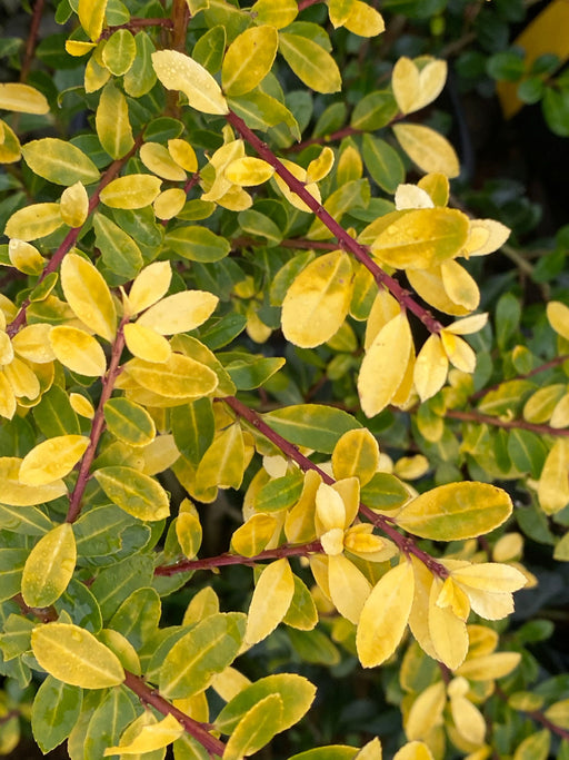 '- Ilex crenata 'Golden Gem' Dwarf Yellow Japanese Holly - Mr Maple │ Buy Japanese Maple Trees