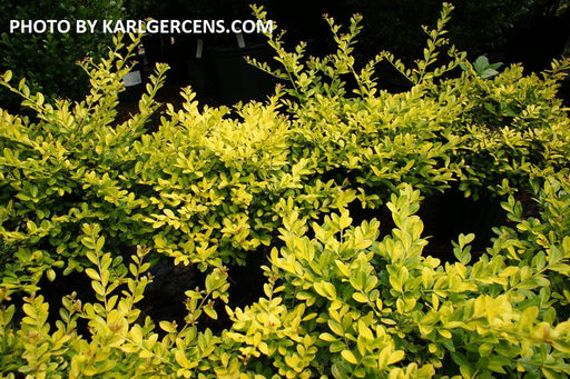 '- Ilex crenata 'Golden Gem' Dwarf Yellow Japanese Holly - Mr Maple │ Buy Japanese Maple Trees