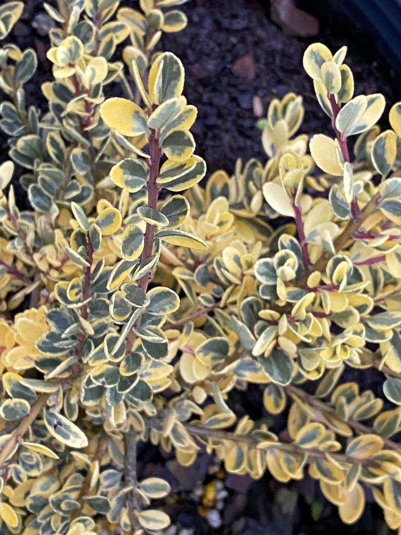 - Ilex crenata 'Kufujin' Dwarf Variegated Japanese Holly - Mr Maple │ Buy Japanese Maple Trees