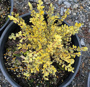 - Ilex crenata 'Kufujin' Dwarf Variegated Japanese Holly - Mr Maple │ Buy Japanese Maple Trees