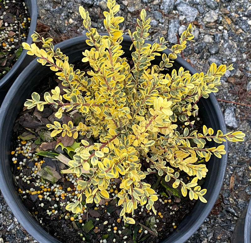 - Ilex crenata 'Kufujin' Dwarf Variegated Japanese Holly - Mr Maple │ Buy Japanese Maple Trees