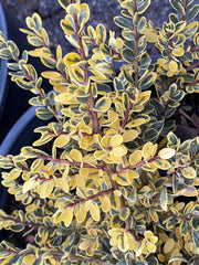 - Ilex crenata 'Kufujin' Dwarf Variegated Japanese Holly - Mr Maple │ Buy Japanese Maple Trees