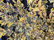 - Ilex crenata 'Kufujin' Dwarf Variegated Japanese Holly - Mr Maple │ Buy Japanese Maple Trees