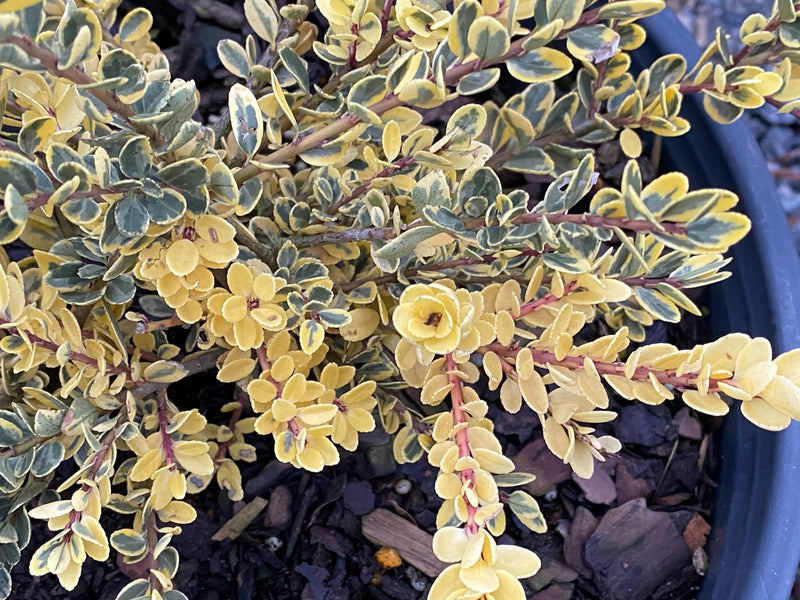 - Ilex crenata 'Kufujin' Dwarf Variegated Japanese Holly - Mr Maple │ Buy Japanese Maple Trees