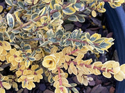 - Ilex crenata 'Kufujin' Dwarf Variegated Japanese Holly - Mr Maple │ Buy Japanese Maple Trees