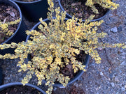 - Ilex crenata 'Kufujin' Dwarf Variegated Japanese Holly - Mr Maple │ Buy Japanese Maple Trees