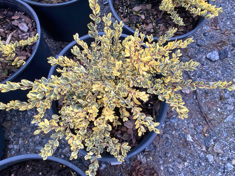 - Ilex crenata 'Kufujin' Dwarf Variegated Japanese Holly - Mr Maple │ Buy Japanese Maple Trees