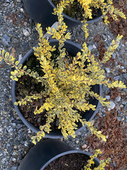 - Ilex crenata 'Kufujin' Dwarf Variegated Japanese Holly - Mr Maple │ Buy Japanese Maple Trees