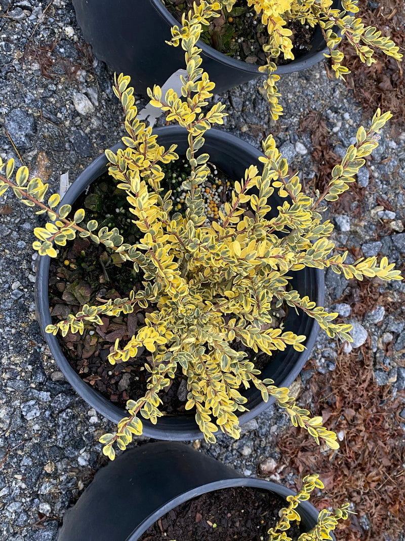 - Ilex crenata 'Kufujin' Dwarf Variegated Japanese Holly - Mr Maple │ Buy Japanese Maple Trees