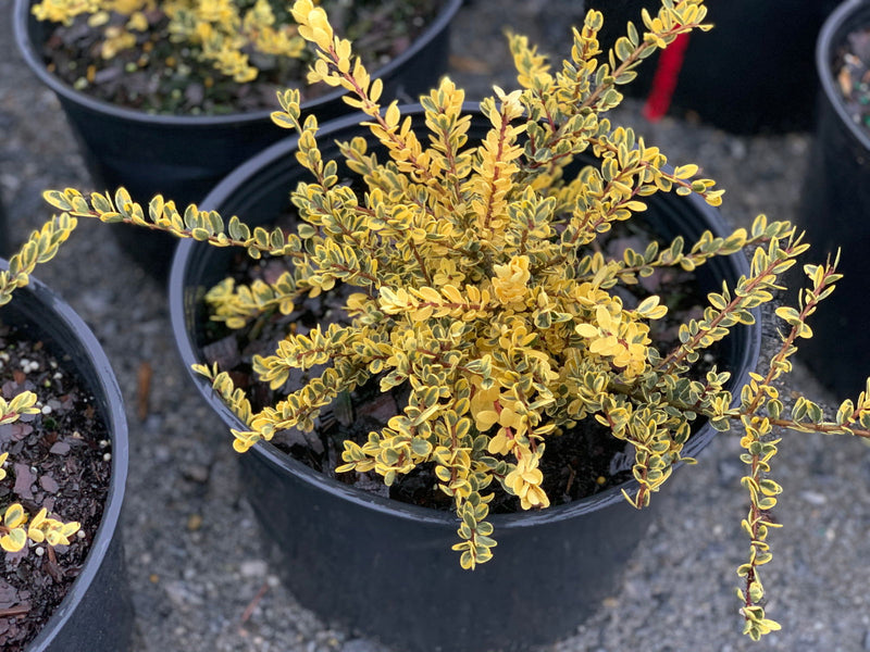 - Ilex crenata 'Kufujin' Dwarf Variegated Japanese Holly - Mr Maple │ Buy Japanese Maple Trees