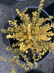 - Ilex crenata 'Kufujin' Dwarf Variegated Japanese Holly - Mr Maple │ Buy Japanese Maple Trees