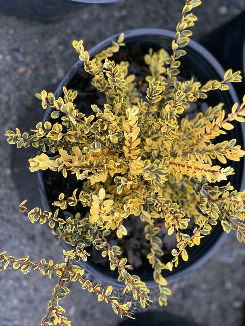 - Ilex crenata 'Kufujin' Dwarf Variegated Japanese Holly - Mr Maple │ Buy Japanese Maple Trees