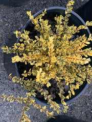 - Ilex crenata 'Kufujin' Dwarf Variegated Japanese Holly - Mr Maple │ Buy Japanese Maple Trees