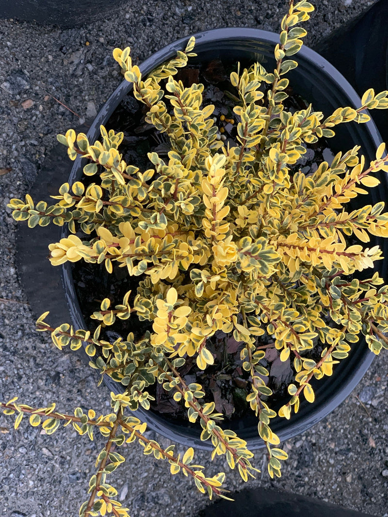 - Ilex crenata 'Kufujin' Dwarf Variegated Japanese Holly - Mr Maple │ Buy Japanese Maple Trees