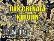 - Ilex crenata 'Kufujin' Dwarf Variegated Japanese Holly - Mr Maple │ Buy Japanese Maple Trees