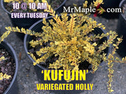 - Ilex crenata 'Kufujin' Dwarf Variegated Japanese Holly - Mr Maple │ Buy Japanese Maple Trees