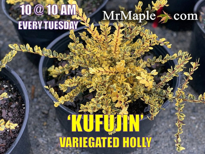 - Ilex crenata 'Kufujin' Dwarf Variegated Japanese Holly - Mr Maple │ Buy Japanese Maple Trees
