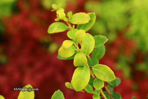 - Ilex crenata 'Lemon Gem' Dwarf Yellow Japanese Holly - Mr Maple │ Buy Japanese Maple Trees