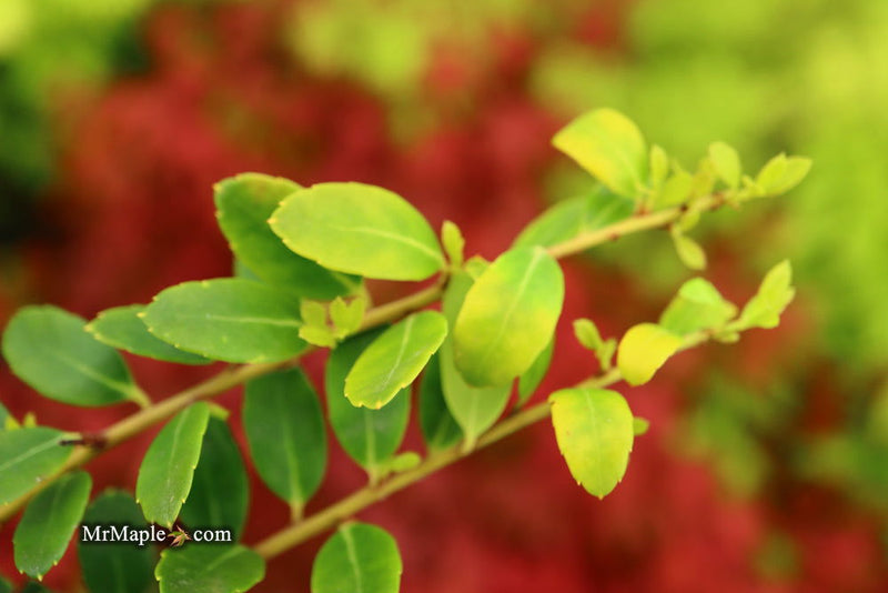 - Ilex crenata 'Lemon Gem' Dwarf Yellow Japanese Holly - Mr Maple │ Buy Japanese Maple Trees