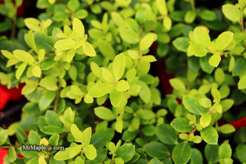 - Ilex crenata 'Lemon Gem' Dwarf Yellow Japanese Holly - Mr Maple │ Buy Japanese Maple Trees
