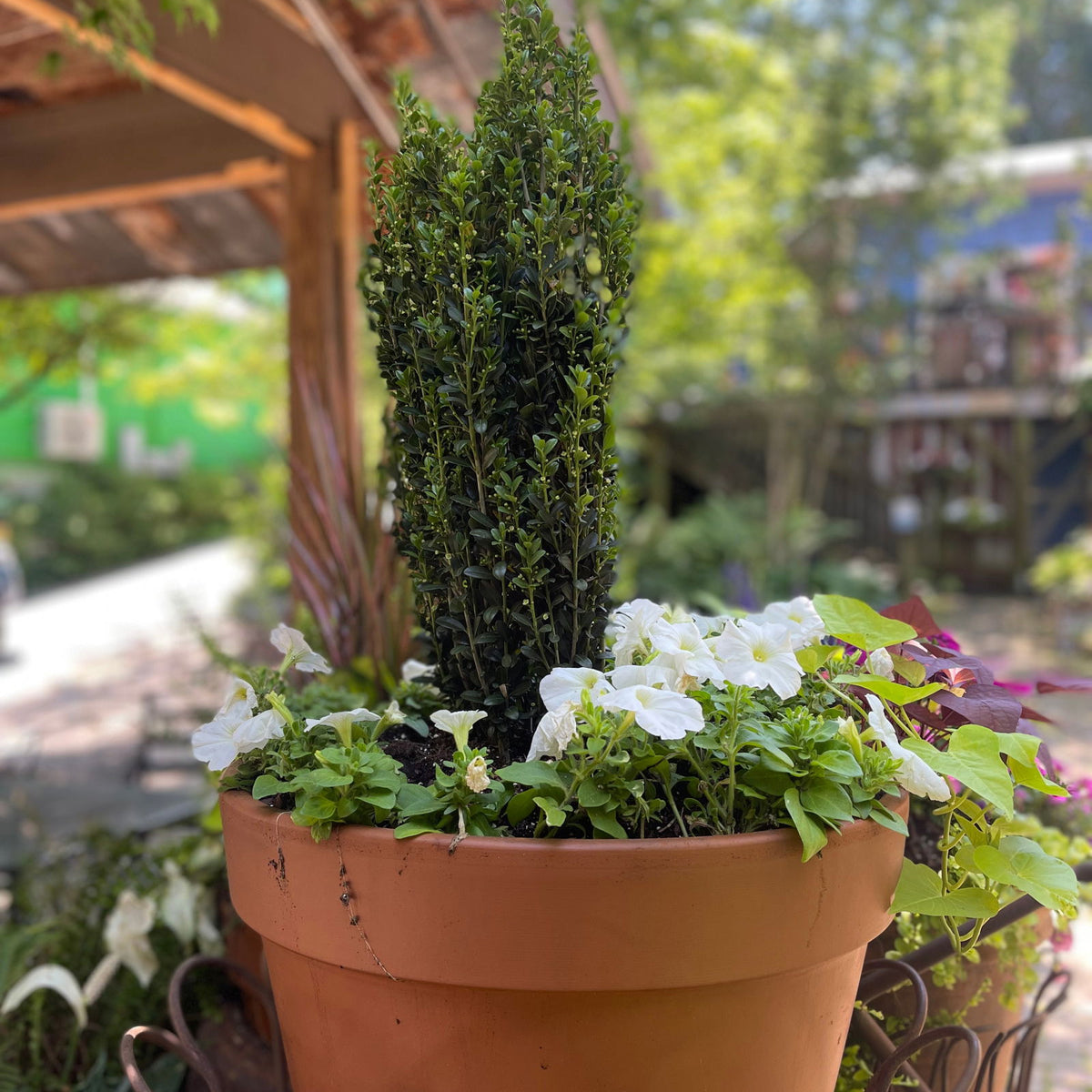 Buy Ilex crenata 'Sky Pencil' Narrow Japanese Holly — Mr Maple