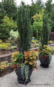 - Ilex crenata 'Sky Pencil' Narrow Japanese Holly - Mr Maple │ Buy Japanese Maple Trees