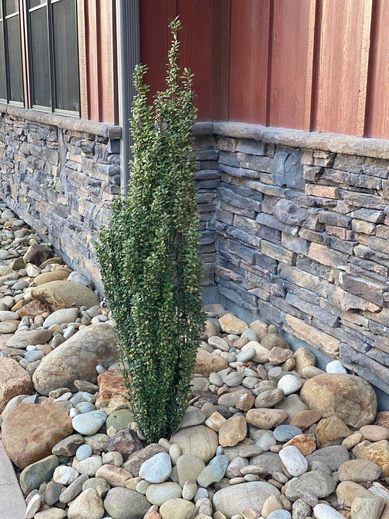 - Ilex crenata 'Sky Pencil' Narrow Japanese Holly - Mr Maple │ Buy Japanese Maple Trees