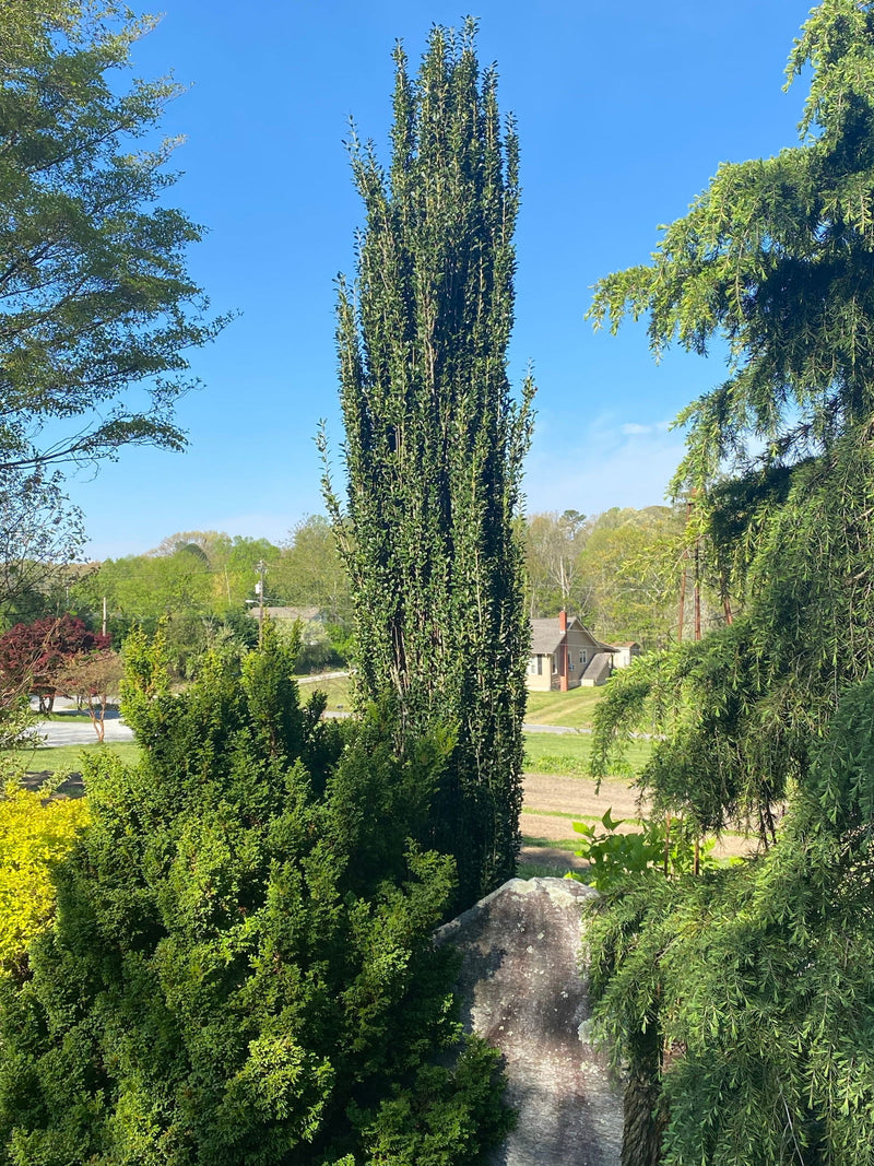 - Ilex crenata 'Sky Pencil' Narrow Japanese Holly - Mr Maple │ Buy Japanese Maple Trees