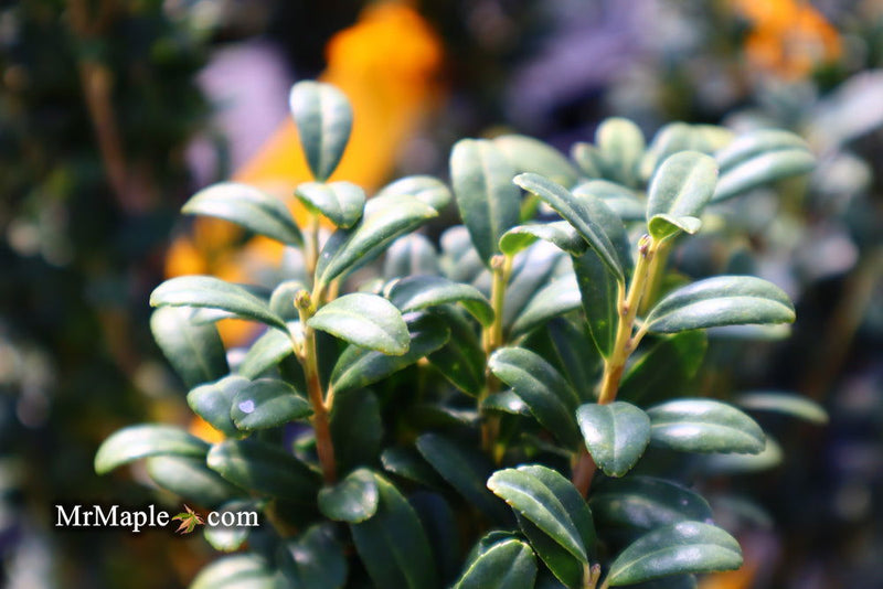 - Ilex crenata 'Sky Pencil' Narrow Japanese Holly - Mr Maple │ Buy Japanese Maple Trees