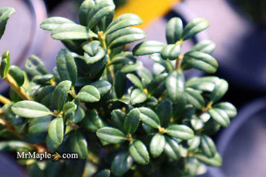- Ilex crenata 'Sky Pencil' Narrow Japanese Holly - Mr Maple │ Buy Japanese Maple Trees