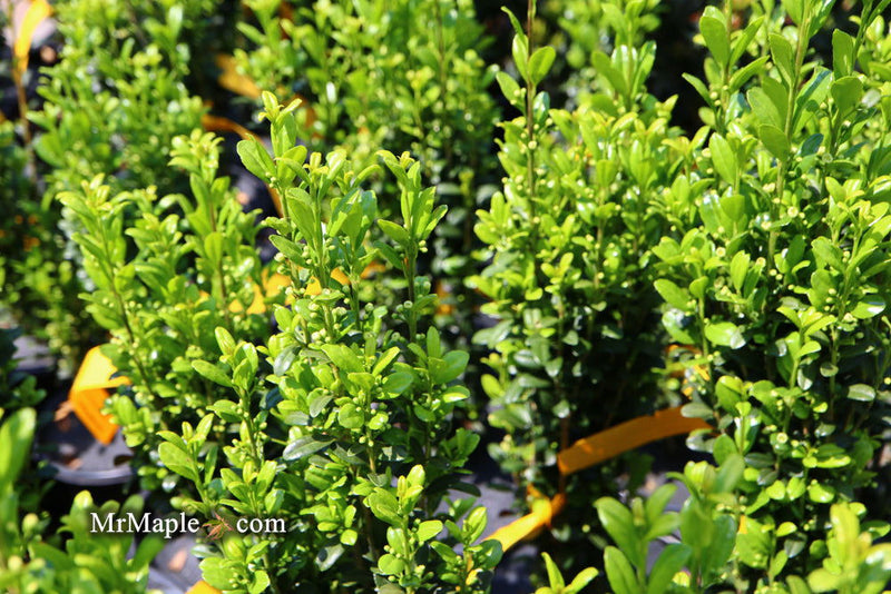 - Ilex crenata 'Sky Pencil' Narrow Japanese Holly - Mr Maple │ Buy Japanese Maple Trees