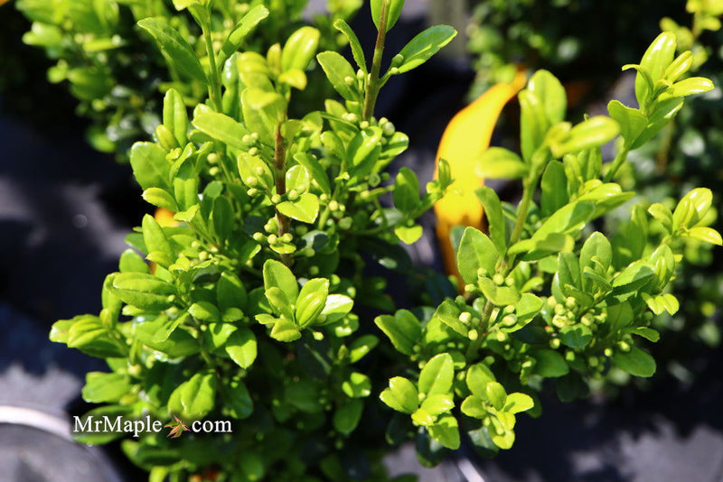 - Ilex crenata 'Sky Pencil' Narrow Japanese Holly - Mr Maple │ Buy Japanese Maple Trees