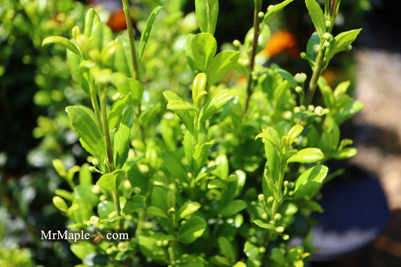- Ilex crenata 'Sky Pencil' Narrow Japanese Holly - Mr Maple │ Buy Japanese Maple Trees