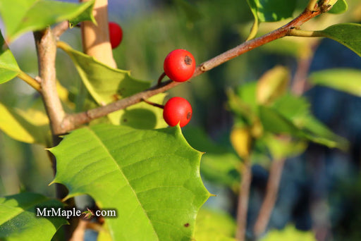 '- Ilex opaca 'Satyr Hill' American Holly - Mr Maple │ Buy Japanese Maple Trees