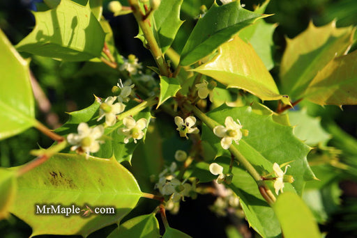 '- Ilex opaca 'Satyr Hill' American Holly - Mr Maple │ Buy Japanese Maple Trees