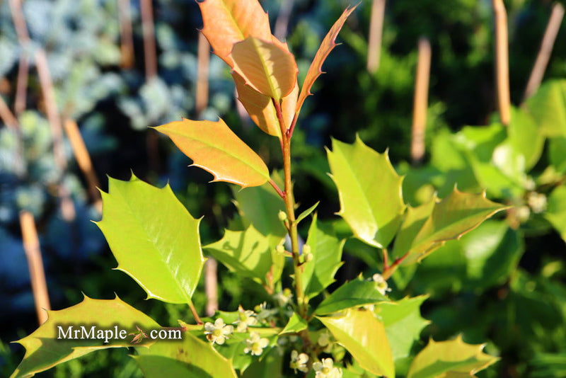 - Ilex opaca 'Satyr Hill' American Holly - Mr Maple │ Buy Japanese Maple Trees