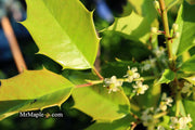 - Ilex opaca 'Satyr Hill' American Holly - Mr Maple │ Buy Japanese Maple Trees