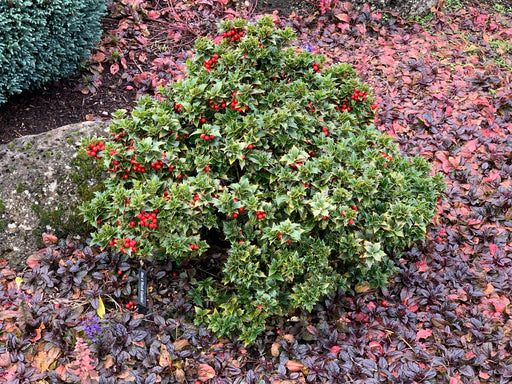 - Ilex x ‘Rock Garden' Dwarf Holly - Mr Maple │ Buy Japanese Maple Trees