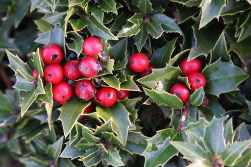 - Ilex x ‘Rock Garden' Dwarf Holly - Mr Maple │ Buy Japanese Maple Trees