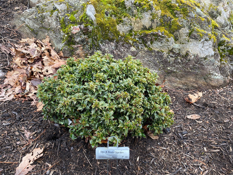 - Ilex x ‘Rock Garden' Dwarf Holly - Mr Maple │ Buy Japanese Maple Trees