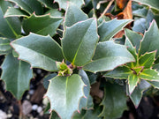 - Ilex x ‘Rock Garden' Dwarf Holly - Mr Maple │ Buy Japanese Maple Trees