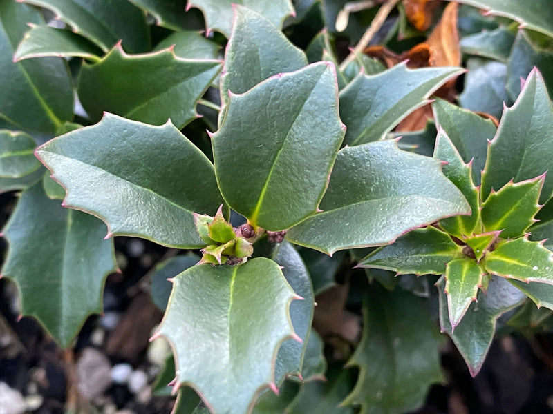 - Ilex x ‘Rock Garden' Dwarf Holly - Mr Maple │ Buy Japanese Maple Trees