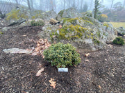 - Ilex x ‘Rock Garden' Dwarf Holly - Mr Maple │ Buy Japanese Maple Trees