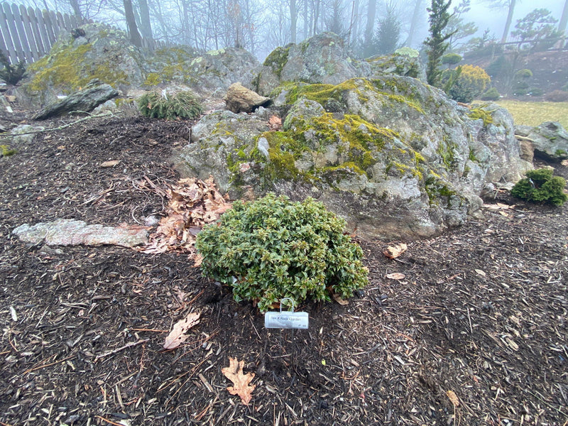 - Ilex x ‘Rock Garden' Dwarf Holly - Mr Maple │ Buy Japanese Maple Trees